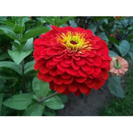 Haira Seed Bibit-Biji Bunga Zinnia Cherry Queen