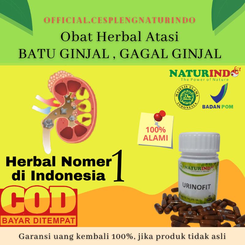 Jual Obat Ginjal Herbal Obat Batu Ginjal Obat Gagal Ginjal Obat Susah ...