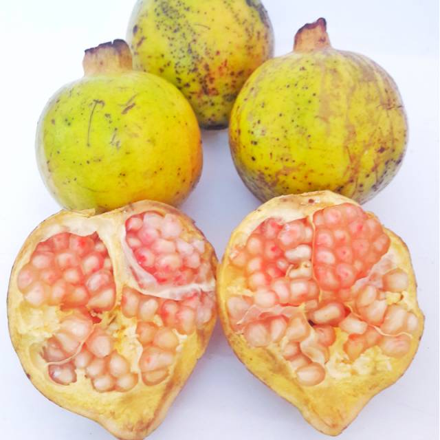 Buah Delima Putih organik fresh untuk promil Shopee Buah Delima Putih organik fresh untuk promil Shopee