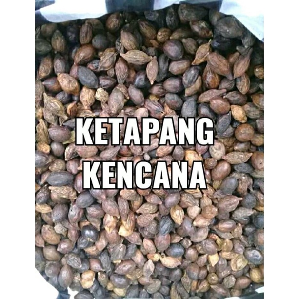 Biji ketapang kencana isi 15 Biji