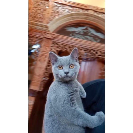kucing british short hair