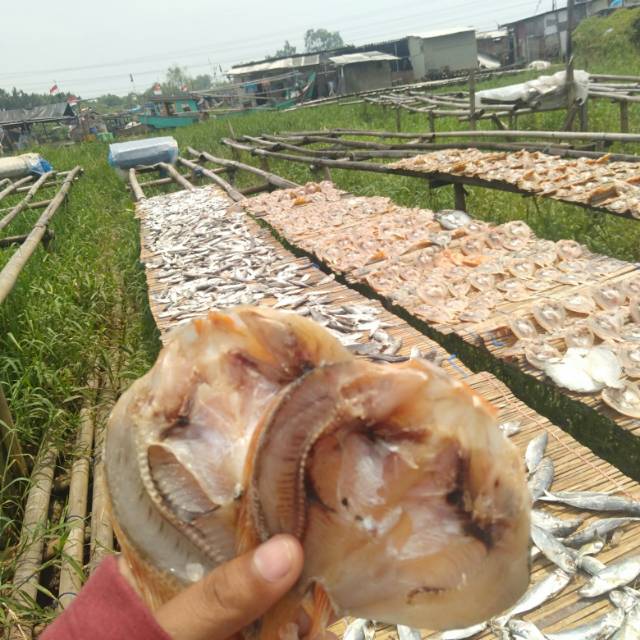 

Ikan asin mujaer
