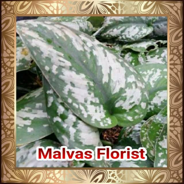 Tanaman hias - bibit bunga gantung scindapsus