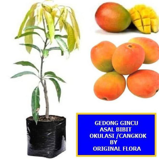 Hot Produk Bibit Mangga Gedong Gincu Pohon Mangga Bibit Buah Mangga Gedong Gincu Terlaris Crv