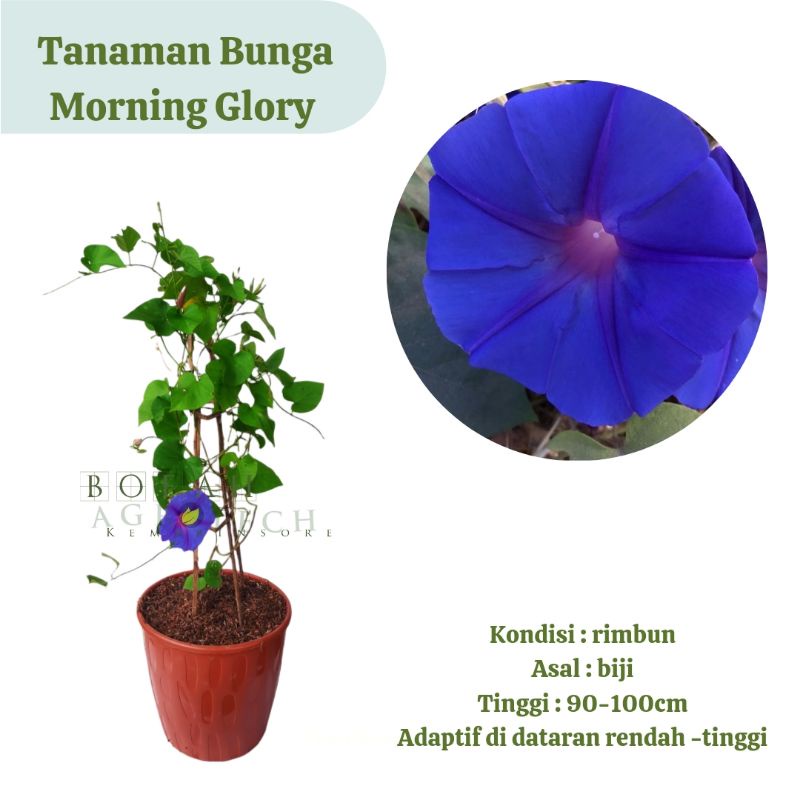 Bibit Tanama Bunga Morning Glory