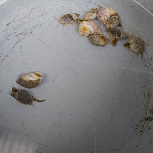 Ikan Hias Laut Keong Belalai / Nasarius