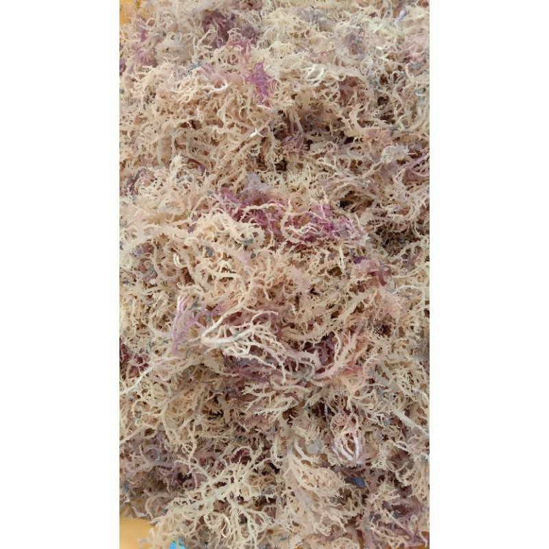 

Rumput Laut SP (best quality) langsung dari Petani Rumput Laut pulau seribu PULAU PANGGANG JAKUT