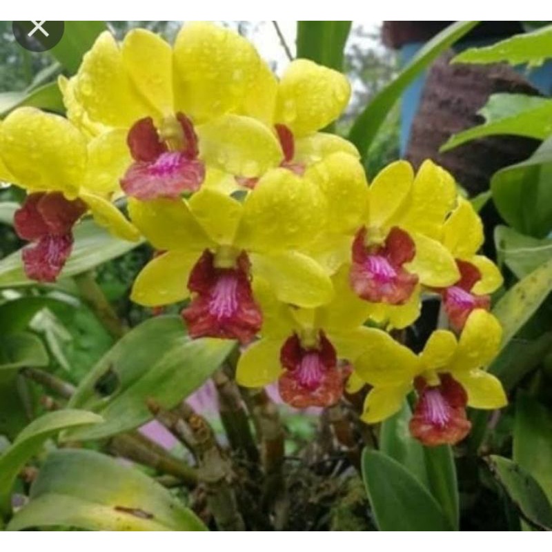 anggrek dendrobium praremaja id clv