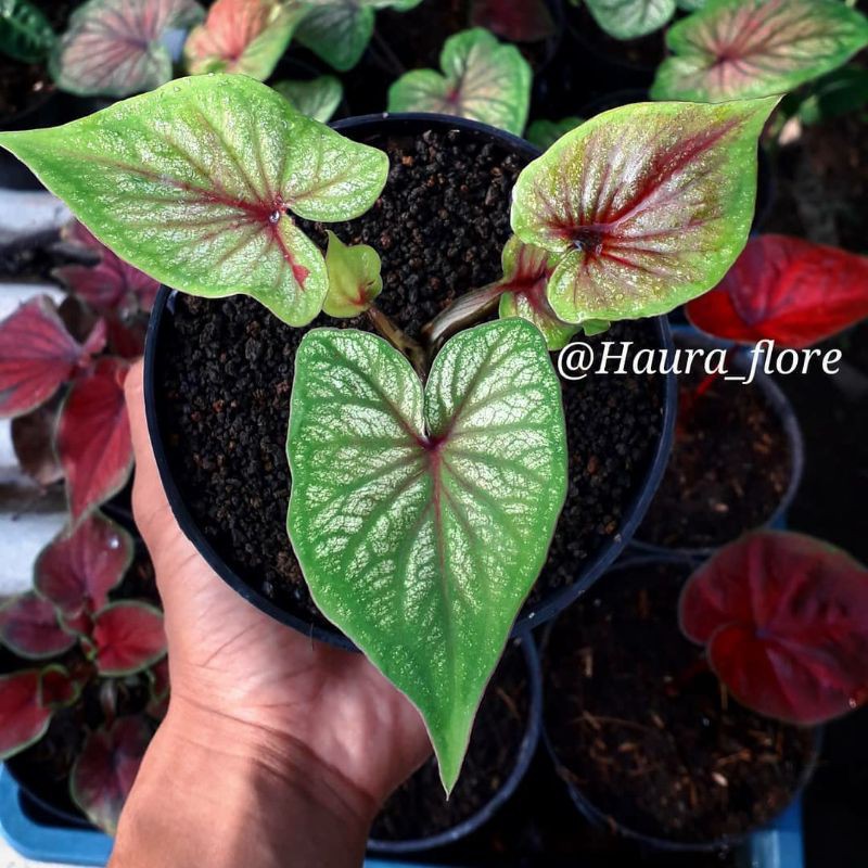 anakan Caladium Srikandi Daun ganda (green jaguar)