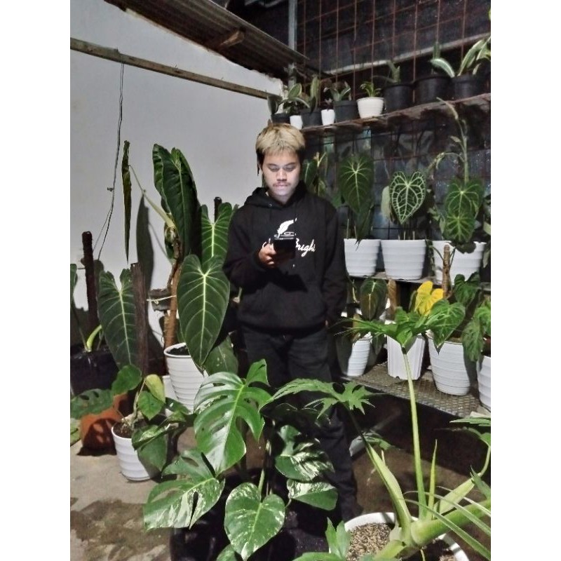 

bongol melanochyrsum