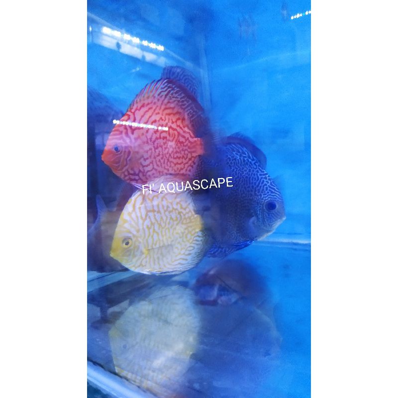 Ikan Hias Discus Size 4 Inc Ikan DISCUS Hiasan Aquarium Jenis MIX