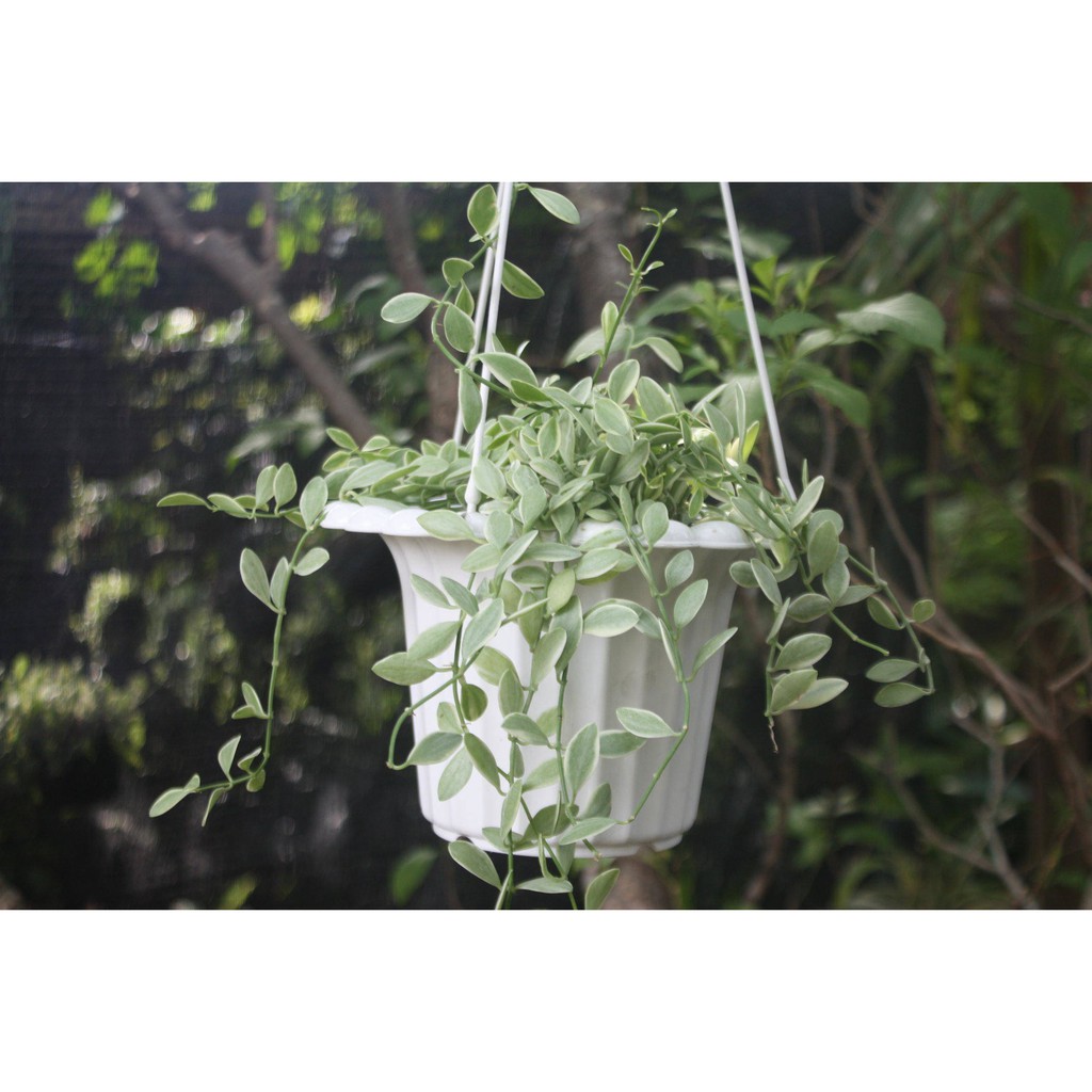 Tanaman hias gantung hoya - dischidia cascade/kuaci