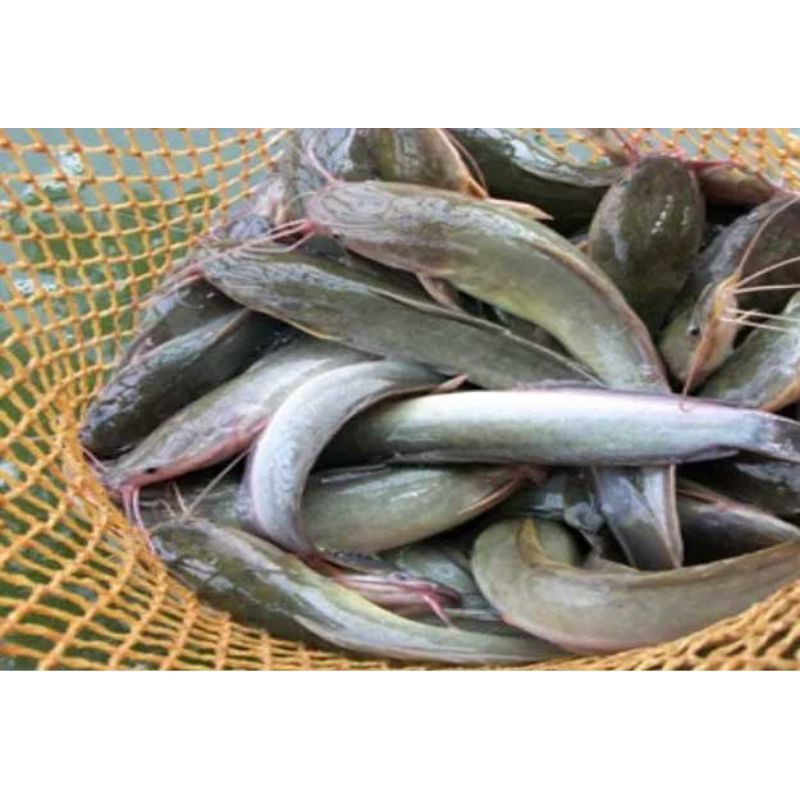 ikan lele segar