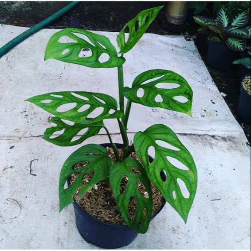 monstera janda bolong rimbun