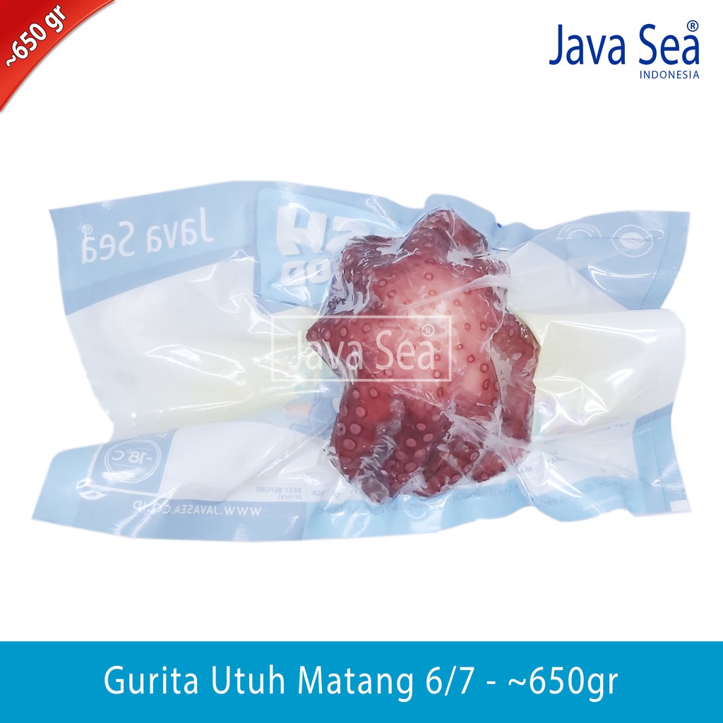 

Gurita Utuh sudah matang 6/7 pack 600-700gr Java Sea