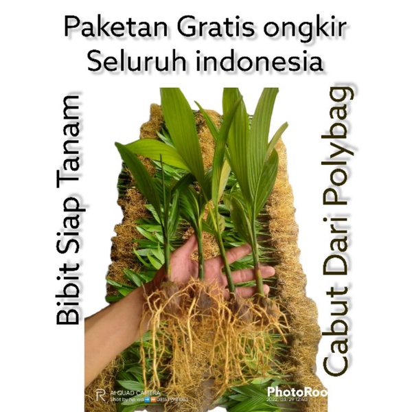 Bibit Pinang Betara Siap Tanam Paketan Gratis Ongkir Seluruh Indonesia