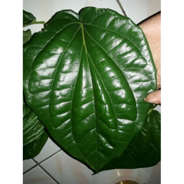 

Promo Daun sirih hijau segar perlembar