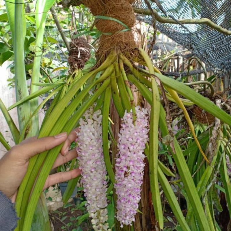 Anggrek vanda ekor tupai/anggrek ekor tupai ukuran dewas