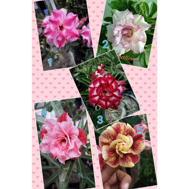 Paket 5 adenium tumpuk