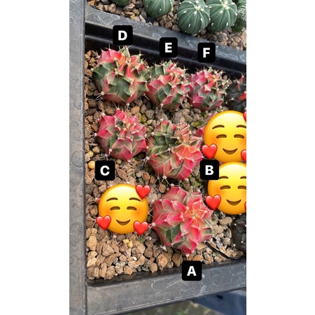 Kaktus Gymnocalycium Mihanovichii Milo / starfire