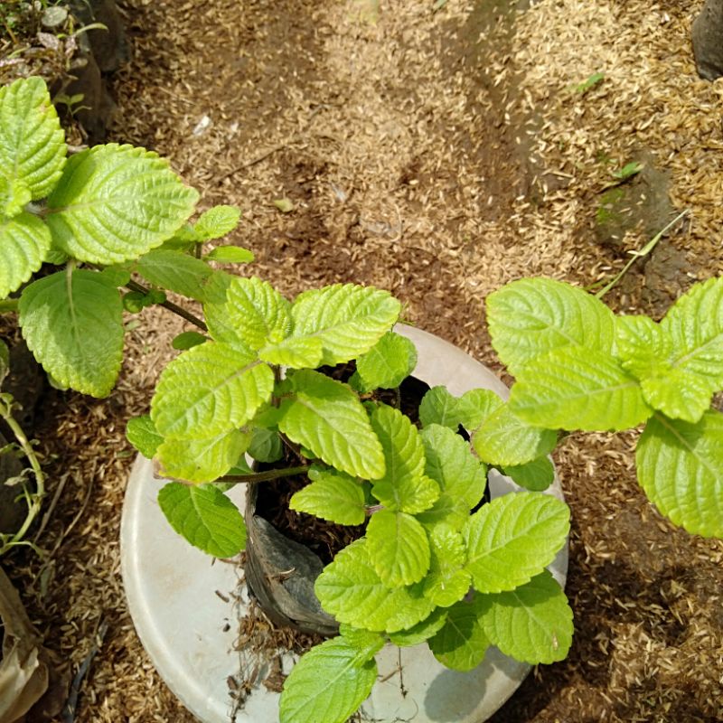 Tanaman cincau hitam