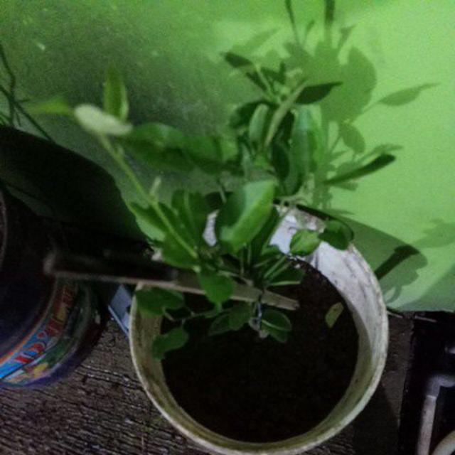 Bibit/tanaman Jeruk California Import/bibit Unggul Jeruk California Hasil Okulasi
