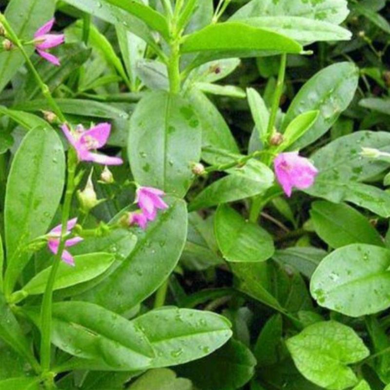 

Jual Daun Ginseng Jawa 250Gram