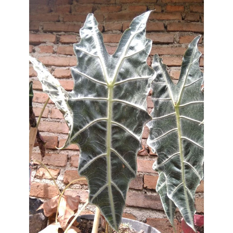 alocasia amazonica