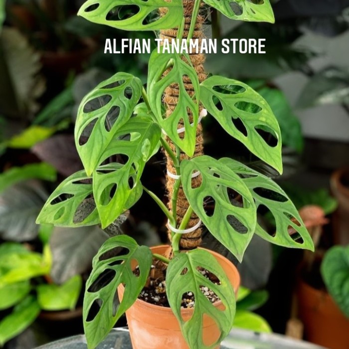 tanaman hias monstera obliqua janda bolong obliqua