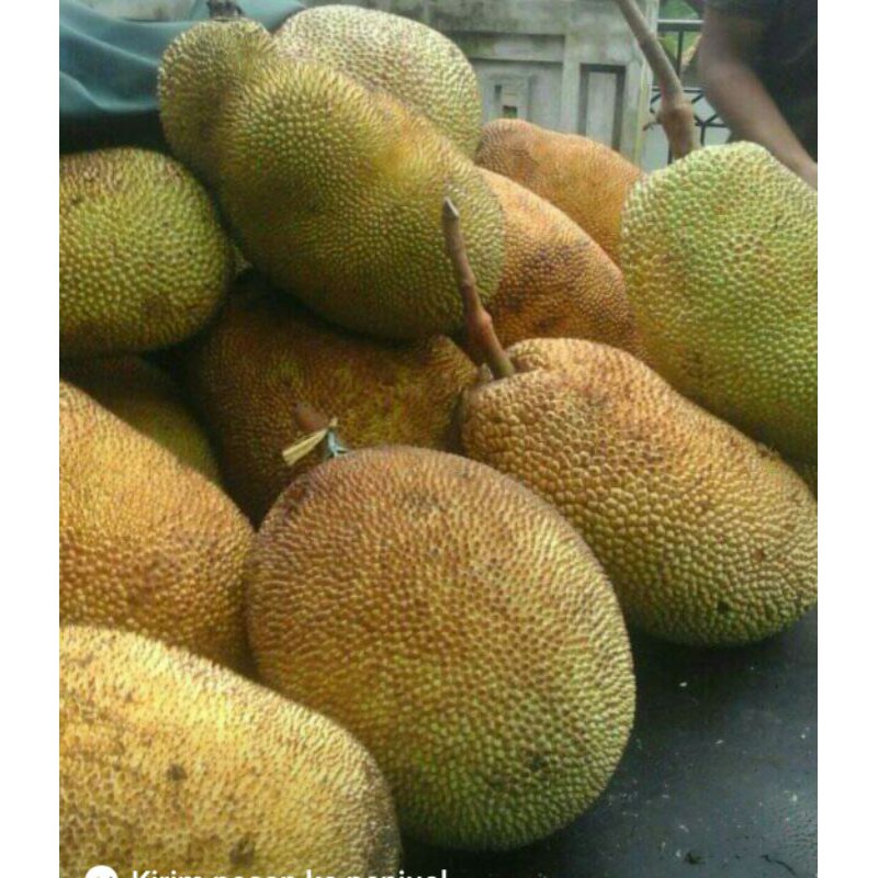 

Nangka matang 1 buah