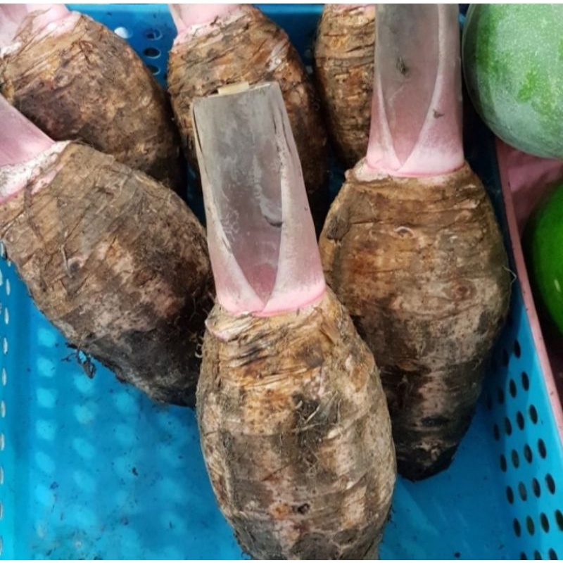 

Ubi Talas Keladi Berat 1 kg (Pengiriman Medan)
