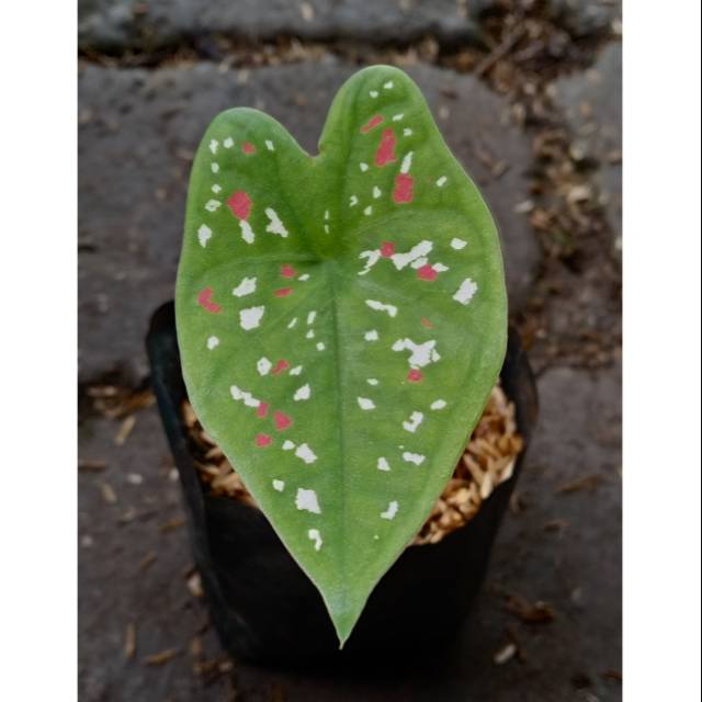 bibit Caladium tricolour - keladi tricolour promo