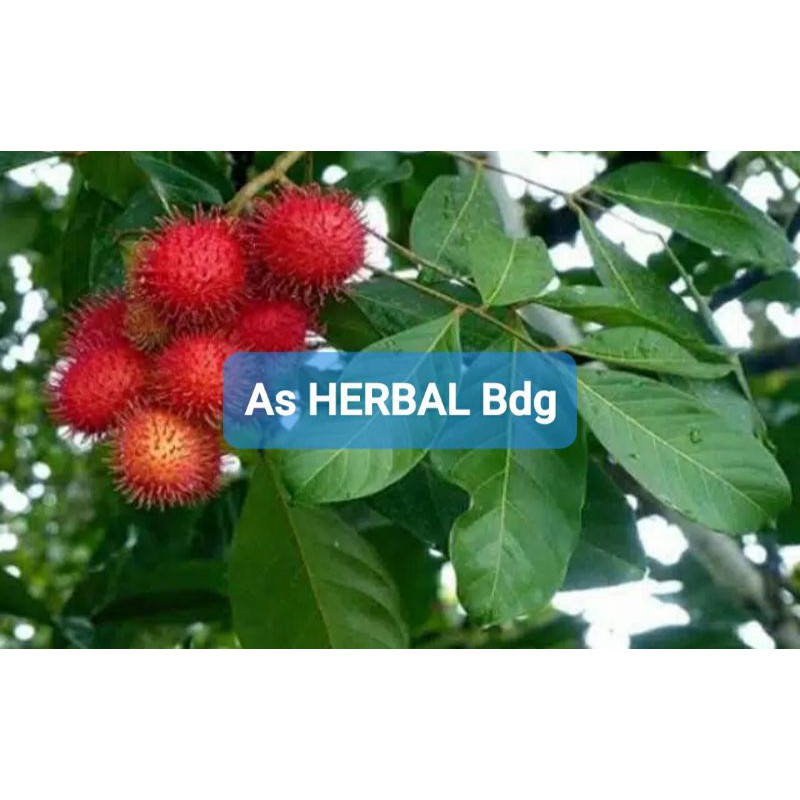 

Daun Rambutan Segar 300 gram / daun buah rambutan-az