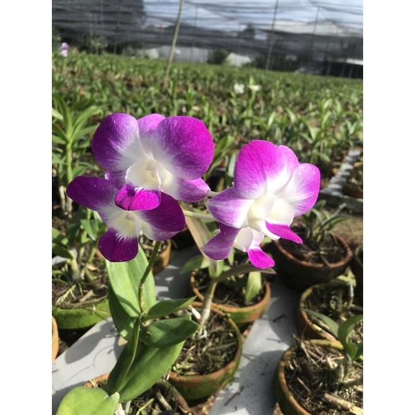 Anggrek Dendrobium sonia bum