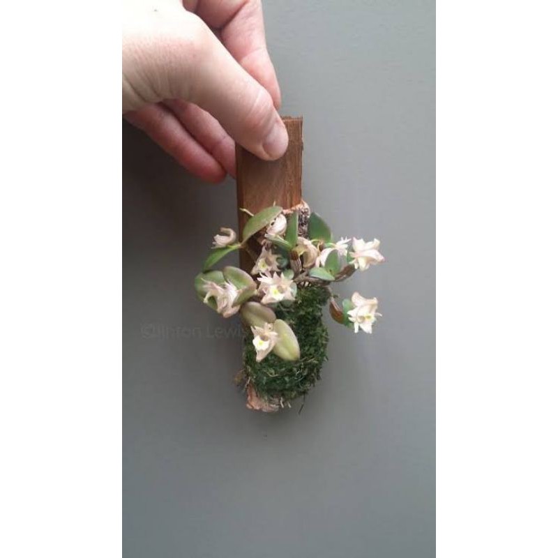 anggrek spesies mini unik dendrobium pachyphyllum dewasa