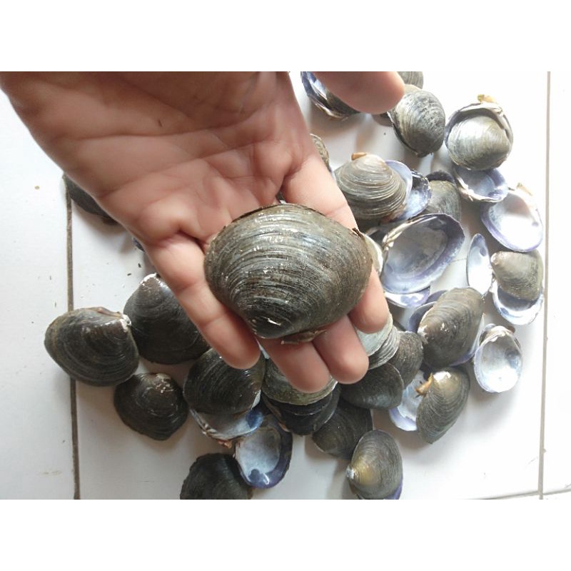 

Cangkang kulit kerang 5kg
