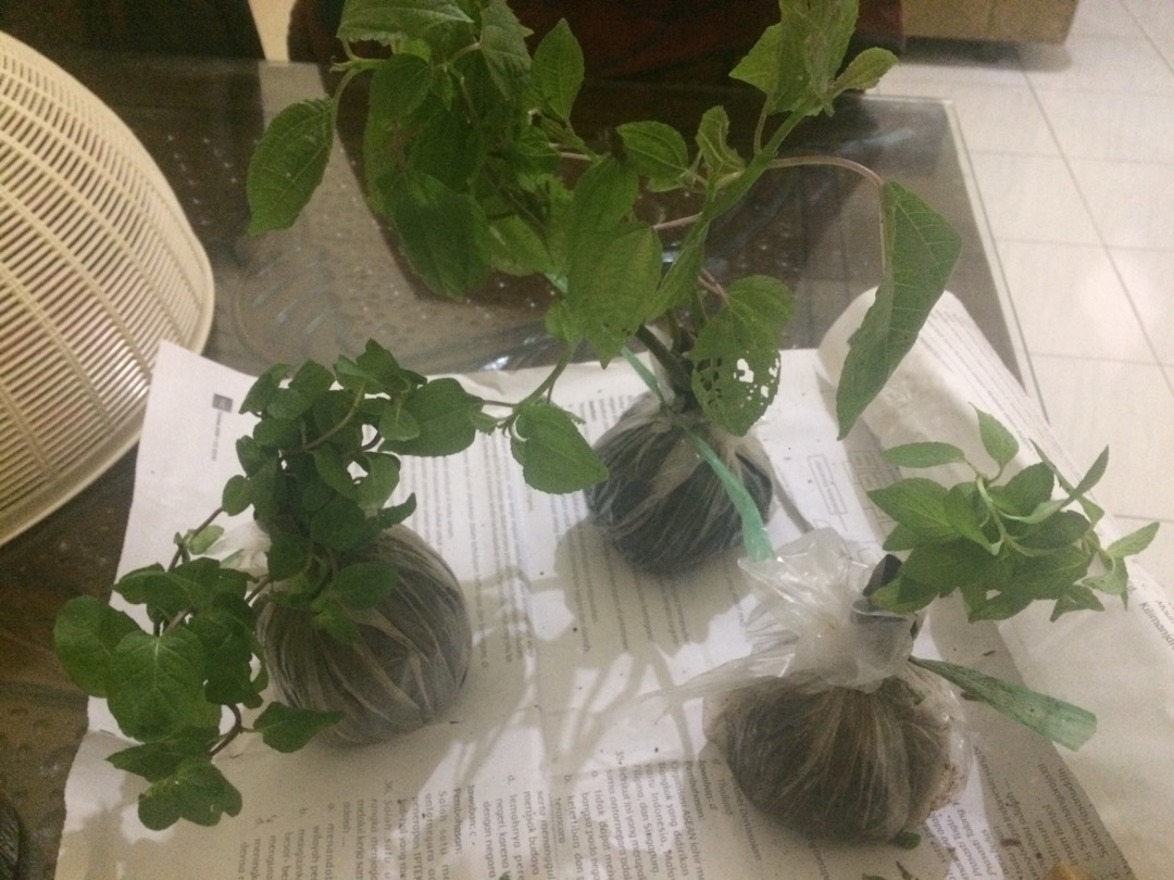 Bibit Tanaman Coklat Mint Coklat Daun Chocolate Mint