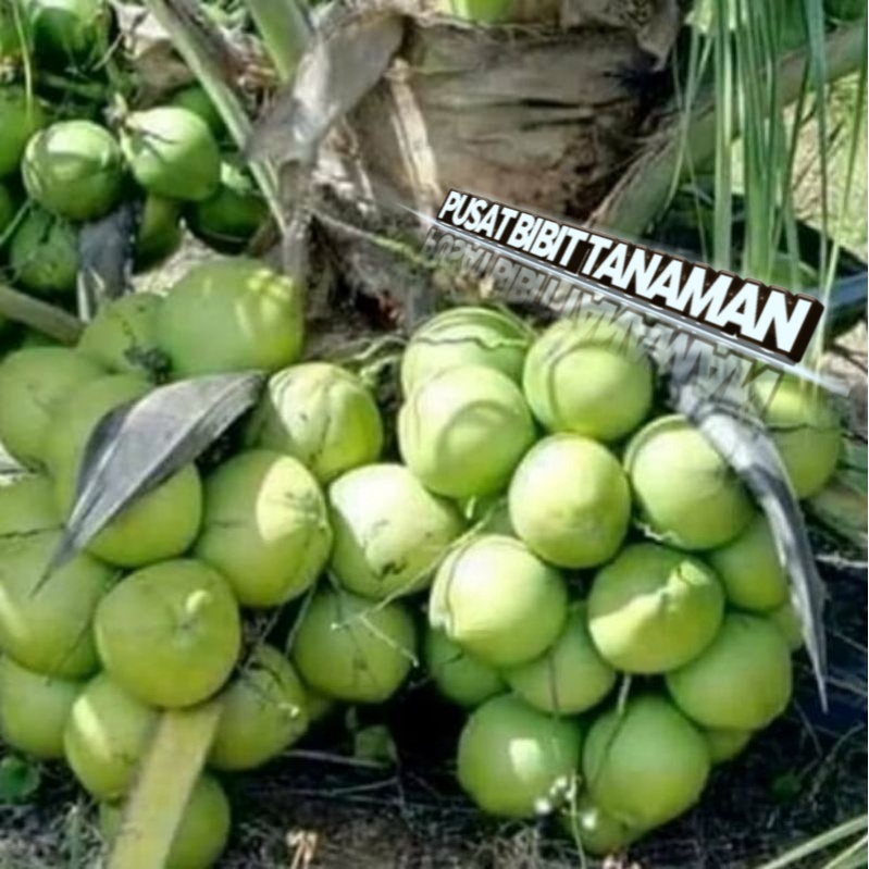 BIBIT KELAPA KOPYOR SUPER GENJAH