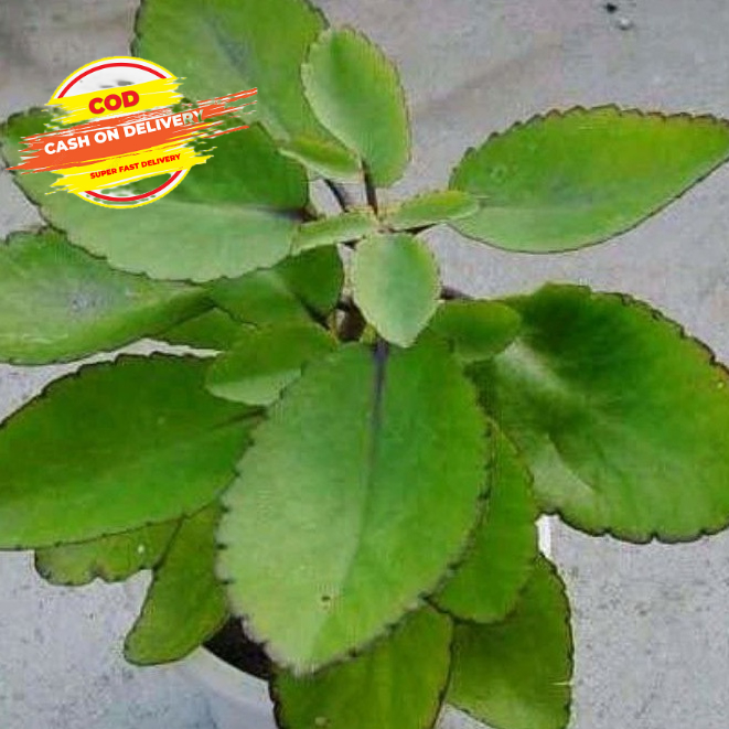 

Daun cocor bebek daun sosor bebek atau buntiris segar paket 500 gram