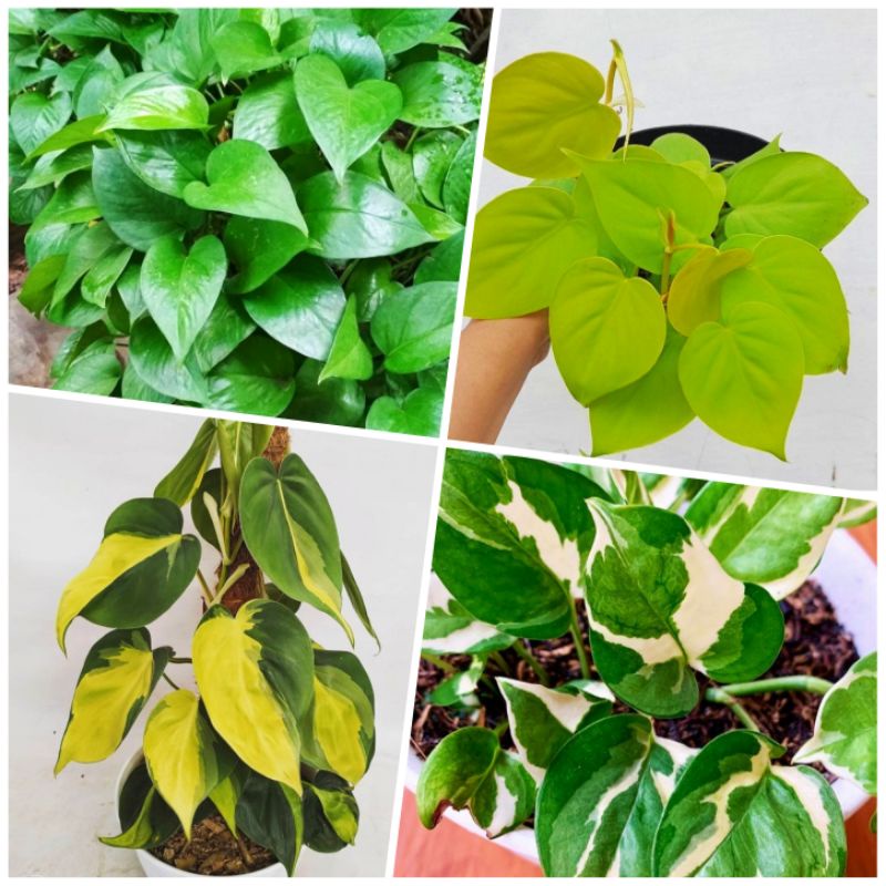 paket 4 tanaman hias sirih gading - sirih gading koin - sirih gading lemon - sirih gading hijau - si
