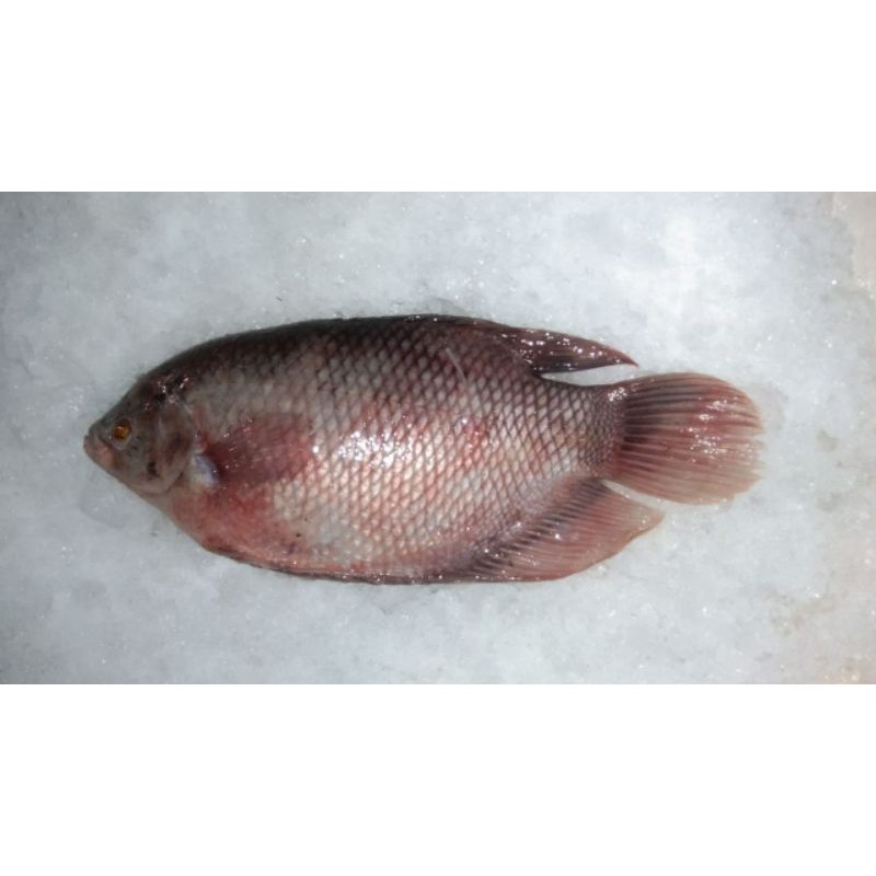 

GURAME SEGAR - 1 KG