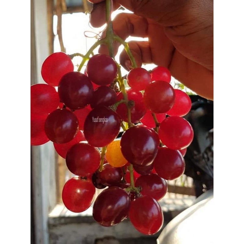 cutting anggur import , 1 paket isi 10 cutting ninel, 10 cutting everest