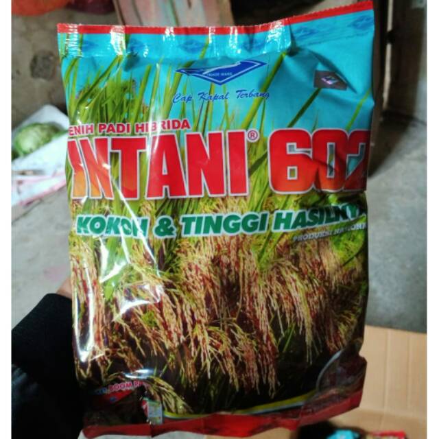 Hasil melimpah.. Benih Padi Hibrida Intani 301 & Intani 602