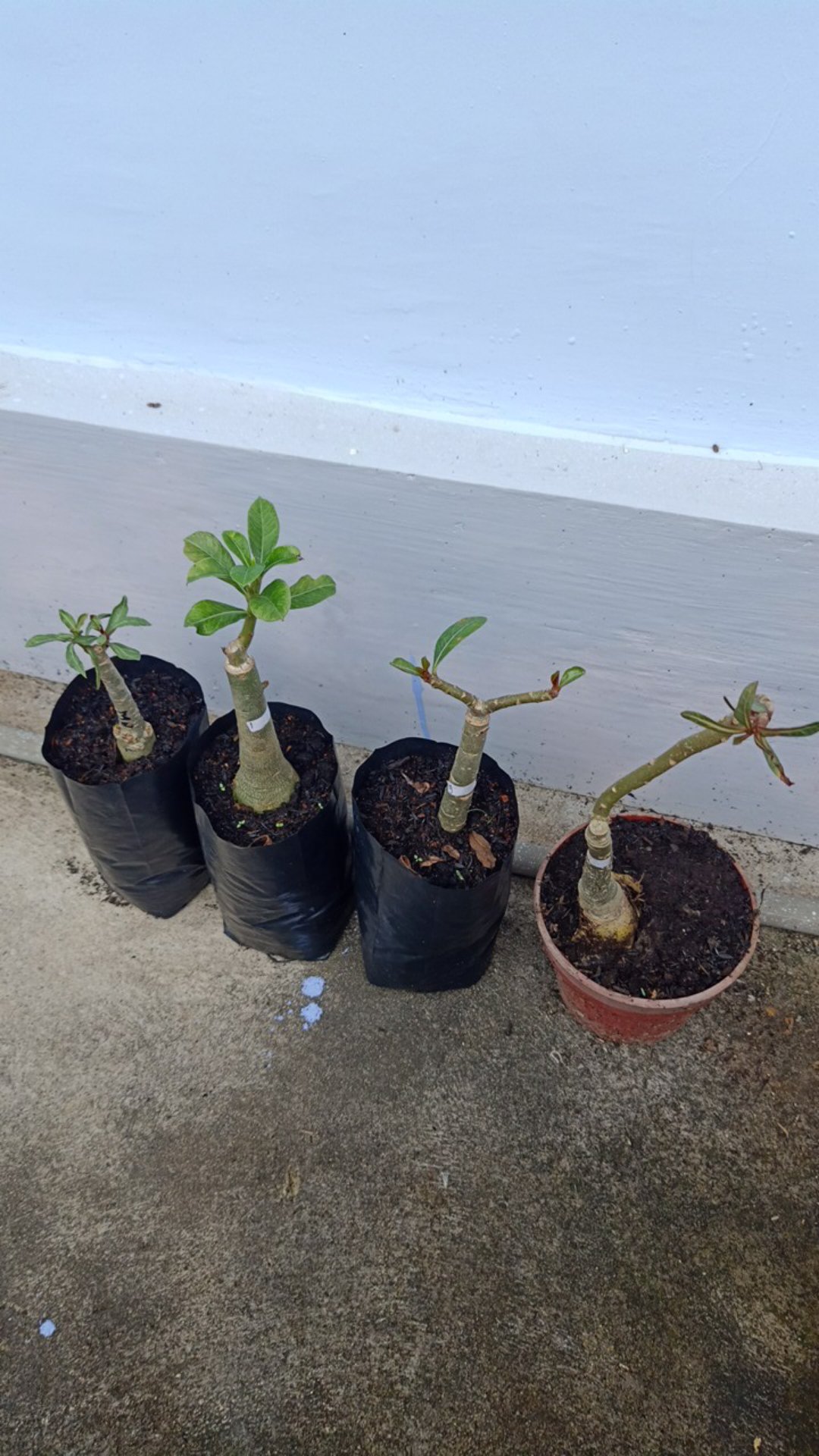 Bibit Bunga Kamboja Jepang