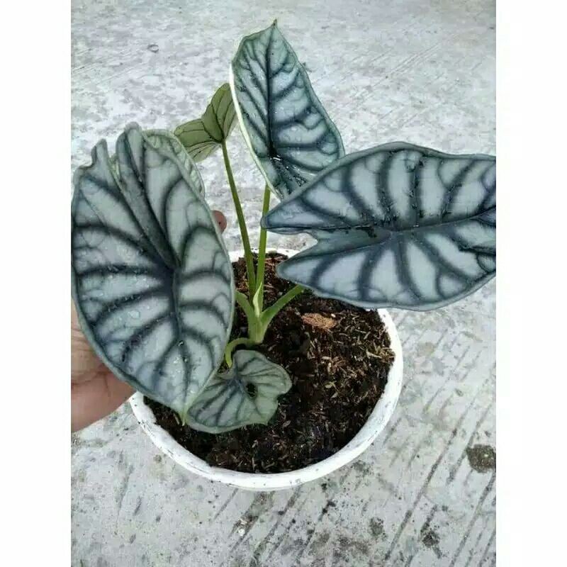 Alokasia Dragon/Keladi Tengkorak scale/silver