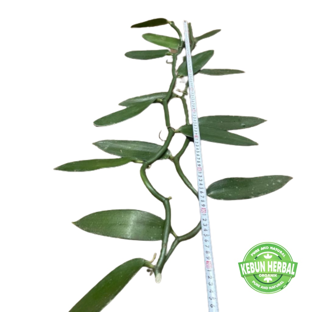 BIBIT VANILI METERAN PER 1 METER