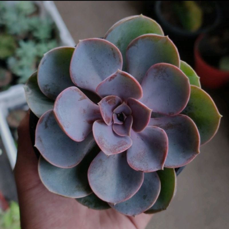 Sukulen Echeveria Perle/ PVN / Perle Von Nunberg