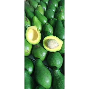 

ALPUKAT MENTEGA MATANG