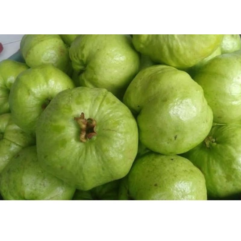 

JAMBU KRISTAL 1KG/BUAH JAMBU KRISTAL FRESH