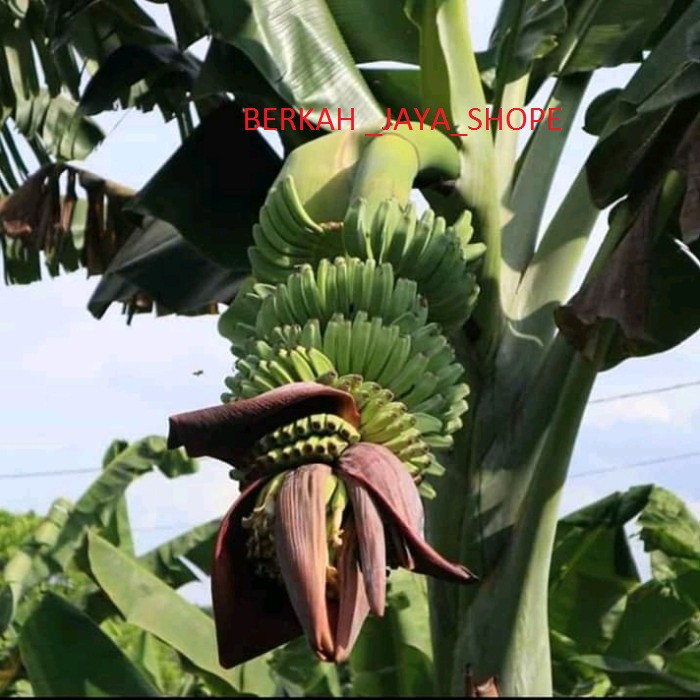 

benih pisang kepok tanjung super